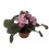 Violette Africaine ou Saintpaulia (pot de 12 cm ø)
