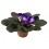 Violeta africana o saintpaulia (maceta 12 cm ø)