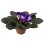 Violette Africaine ou Saintpaulia (pot de 12 cm ø)