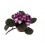 Violette Africaine ou Saintpaulia (pot de 12 cm ø)