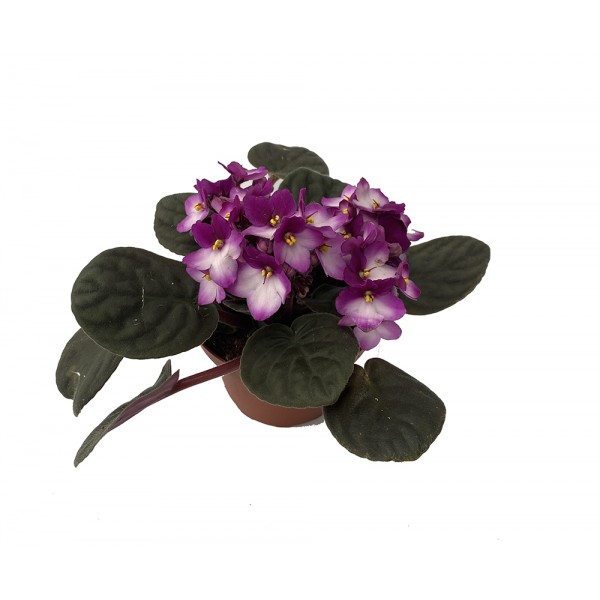 Comprar violeta africana por 5,35€ en Germigarden