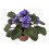 Violette Africaine ou Saintpaulia (pot de 12 cm ø)