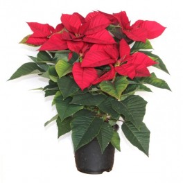 Poinsettia  vermelho tradicional (vaso de 13 cm ø)