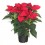Poinsettia  vermelho tradicional (vaso de 13 cm ø)