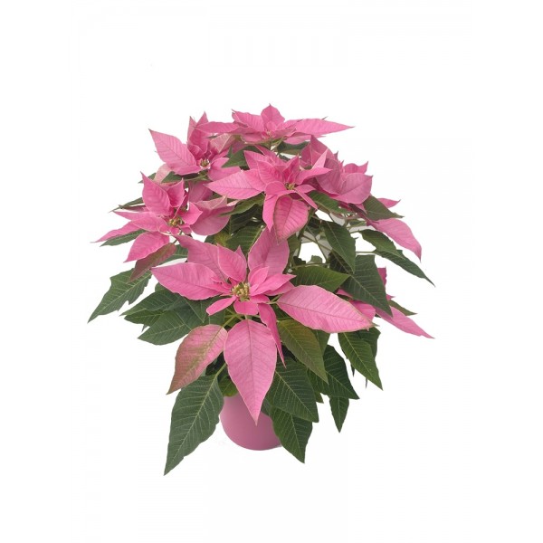 Ponsetia o Flor de Pascua Rosa claro (maceta 13 cm ø) - Germigarden