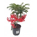 Ardisia Crenata (pot 14 cm ø)
