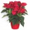 Ponsetia o Flor de Nadal vermella gran