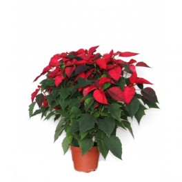 Ponsetia o Flor de Nadal vermella gran