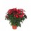 Poinsettia rouge grand