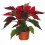 Ponsetia o Flor de Nadal (test 10,5 cm ø)
