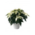 Ponsetia o Flor de Nadal blanca (test 13 cm ø)