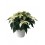 Ponsetia o Flor de Pascua blanco (maceta 13 cm ø)