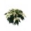 Ponsetia o Flor de Pascua blanco (maceta 13 cm ø)