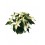 Ponsetia o Flor de Pascua blanco (maceta 13 cm ø)