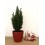 Conifera (40 - 50 cm altura) en maceta a escoger - Planta especial Navidades