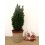 Conifera (40 - 50 cm altura) en maceta a escoger - Planta especial Navidades