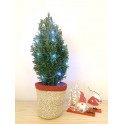 Conifera (40 - 50 cm altura) en test a escollir - Planta especial nadalenca