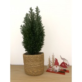 Conifera (40 - 50 cm altura) en maceta a escoger - Planta especial Navidades