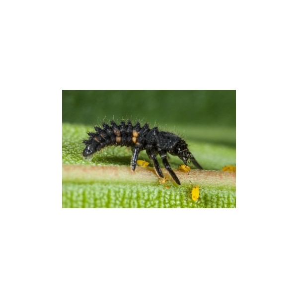 Adalia larvas - Larvas de mariquitas vivas para eliminar el plugón