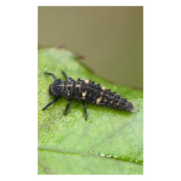 Hippodamia larvas - Larvas vivas para eliminar el plugón de adelfa y rosal