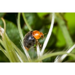Cryptolaemus larves - Larves vives per eliminar el cotxinilla cotonosa