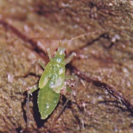 Macrolophus larvas - Larvas vivas para eliminar la mosca blanca