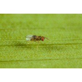 Adalia adulta - Mariquitas vivas para eliminar el plugón