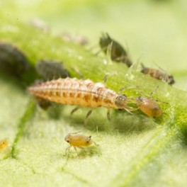 Chrysoperla - larvas vivas para eliminar todo tipo de insectos