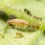 Chrysoperla - larvas vivas para eliminar todo tipo de insectos