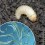 Nematodes per eliminar otiorrinc