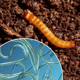 Nematodes per eliminar cuc filferro