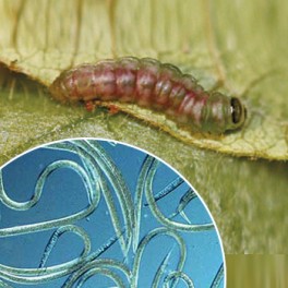 Nematodos para eliminar orugas