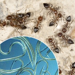 Nematodes per eliminar formigues