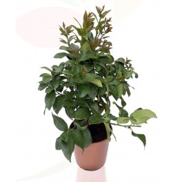 Lima (maceta 15 cm ø)