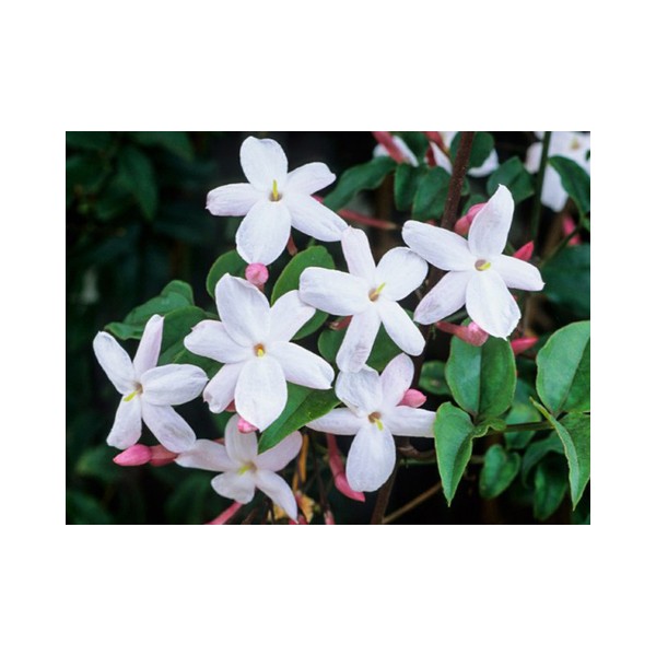 Jasminum Polyanthum ou jasmim-dos-poetas em Germigarden