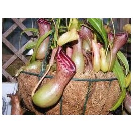 Népenthes carnivore (pot 13 cm ø)