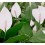 Spathiphyllum ou spathiphyllum