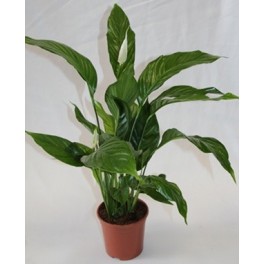 Spathiphyllum ou spathiphyllum