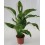 Spathiphyllum ou spathiphyllum