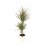 Dracena bicolore