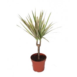 Dracena bicolore