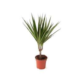 Dracena Marginata