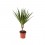 Dracena marginalée