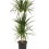 Dracena marginalée