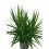 Dracena marginalée