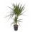 Dracena marginalée