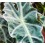 Alocasia d'Amazonie (pot 13 cm ø)