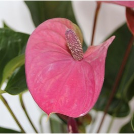 Anthurium rosado