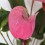 Anthurium rosado
