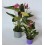 Anthurium rosado